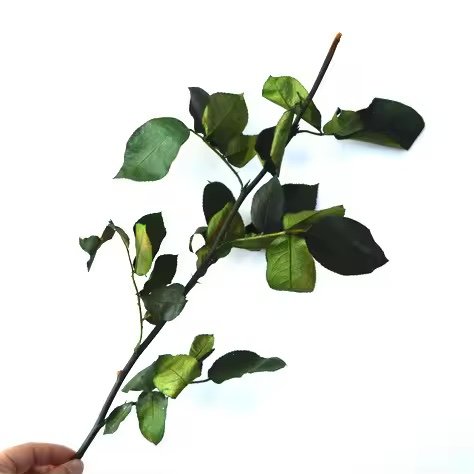 سيقان ورد أخضر محفوظ / Green preserved rose stems