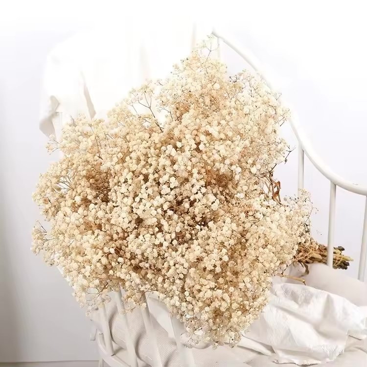 زهرة الجبسوفيلا / Gypsophila / baby’s breath