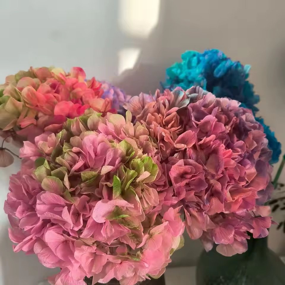 كوبية كبيرة الأوراق مجففة بالهواء / Air-dried big-leaf hydrangea