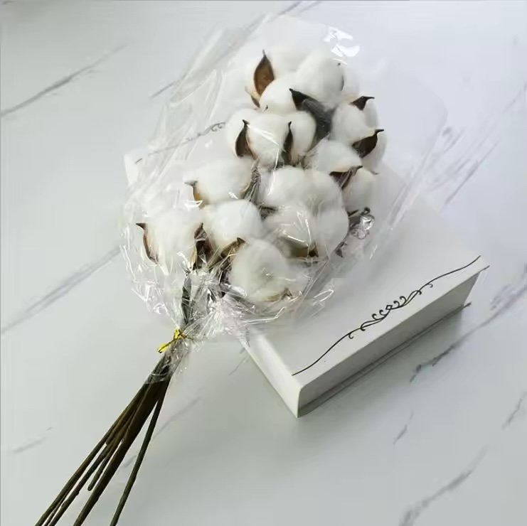 ساق قطن مجفف مفردة / Single dried cotton stem