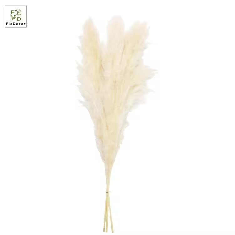 سيقان بامباس طبيعية مجففة / Natural dried pampas stems