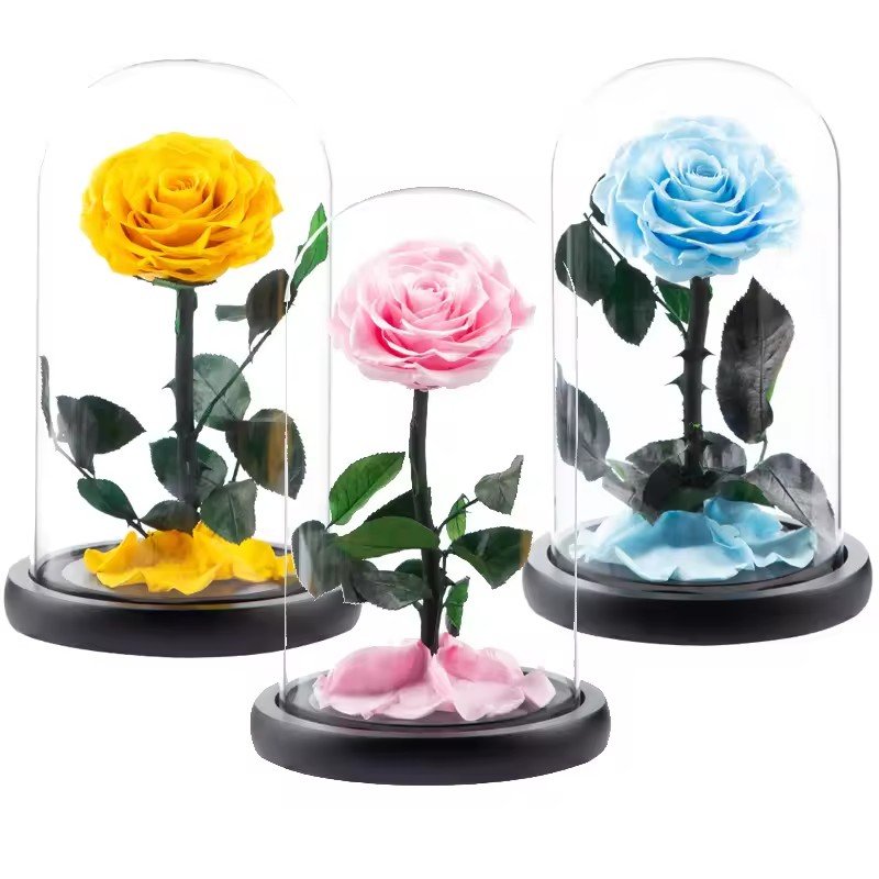 وردة محفوظة واحدة تحت قبة زجاجية / Single preserved rose under a glass dome