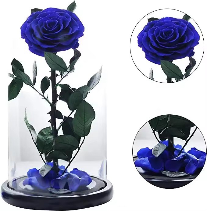 وردة زرقاء محفوظة تحت قبة زجاجية / Blue preserved rose under a glass dome