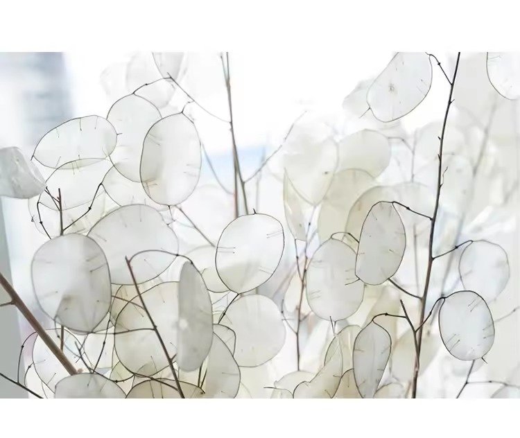 سيقان لوناريا أنوا مجففة / Lunaria annua dried stems