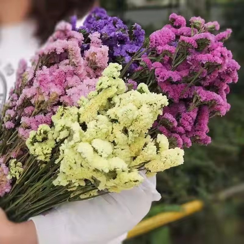 حزمة ميوسوتيس/لا تنساني ١٢٠ غرامًا، مدرجة باسم ستاتيس أو ليمونيوم / 120 g Myosotis / forget-me-not bundle listed as statice or Limonium