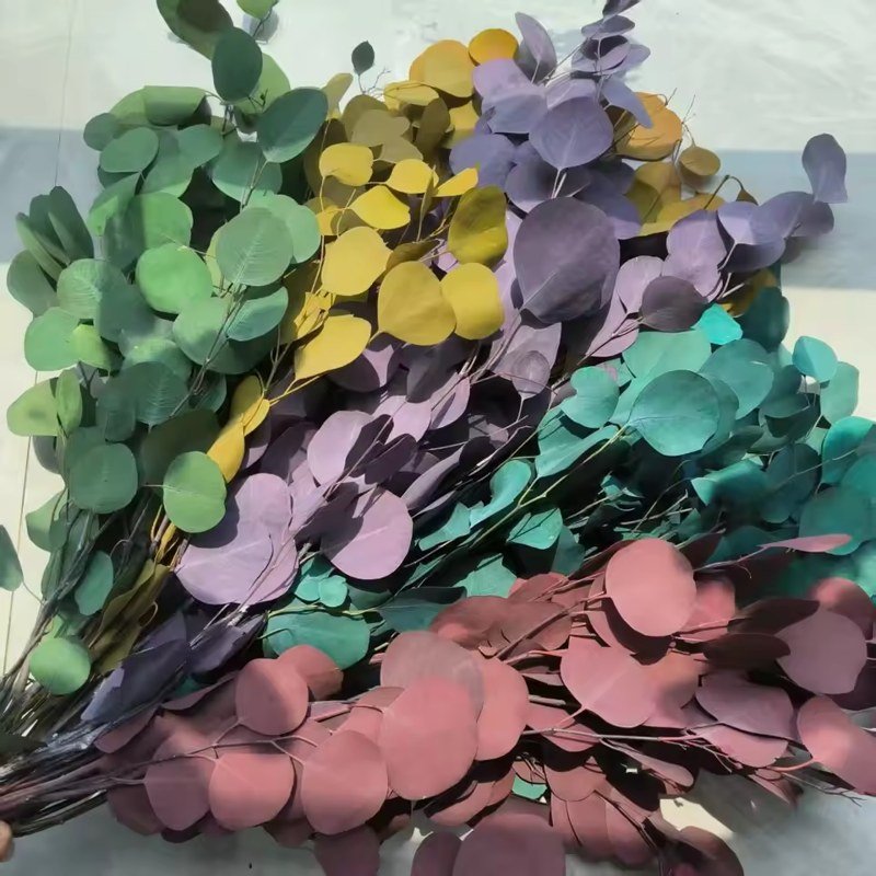أوراق أوكالبتوس محفوظة بالغليسرين بوزن ١٠٠ غرام وطول ٦٠–٧٠ سم / 100 g glycerin-preserved eucalyptus leaves, 60–70 cm
