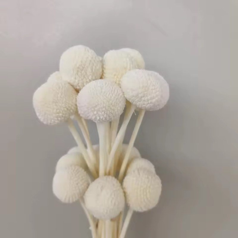 كراسبيديا محفوظة (كرات بيلي)، بطول ٢٥–٣٠ سم / Preserved Craspedia (Billy Ball), 25–30 cm