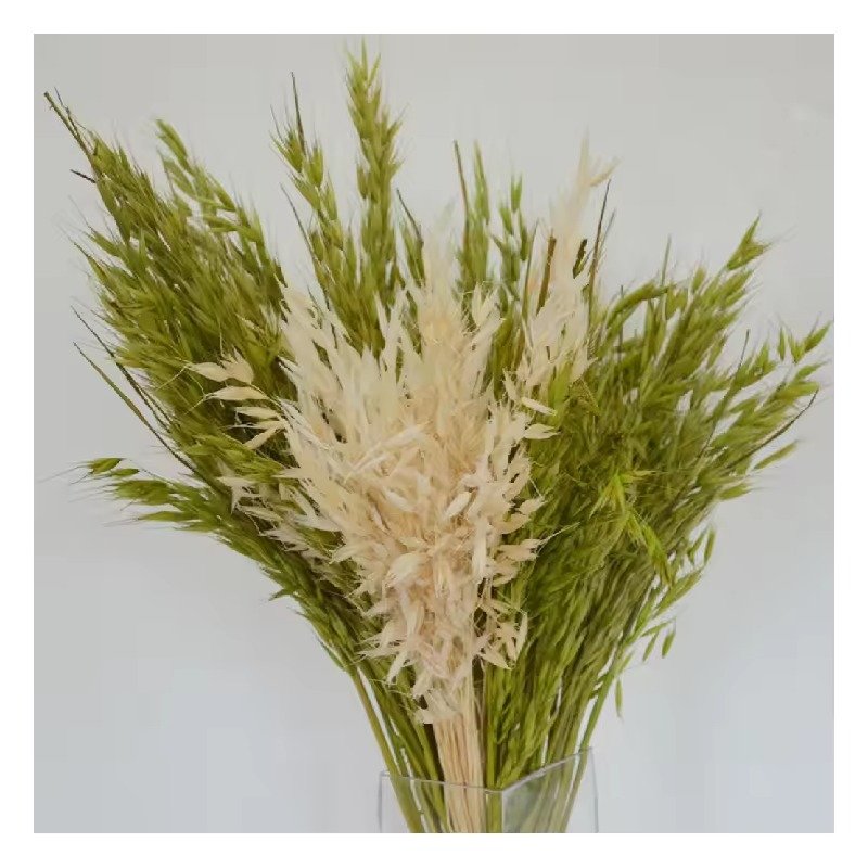 سيقان شوفان محفوظة، ٥٠–٦٠ سم / Preserved oat stems, 50–60 cm