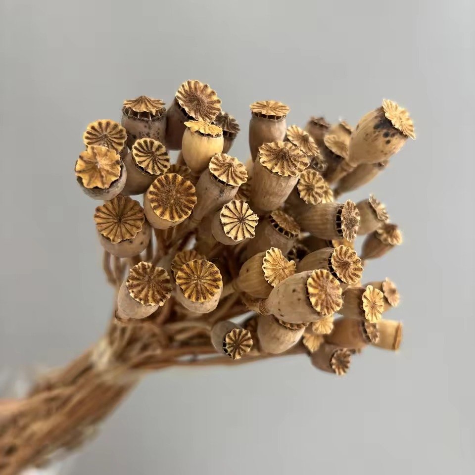 حزمة خشخاش ذرة مجفف طبيعي / Natural dried corn poppy bunch