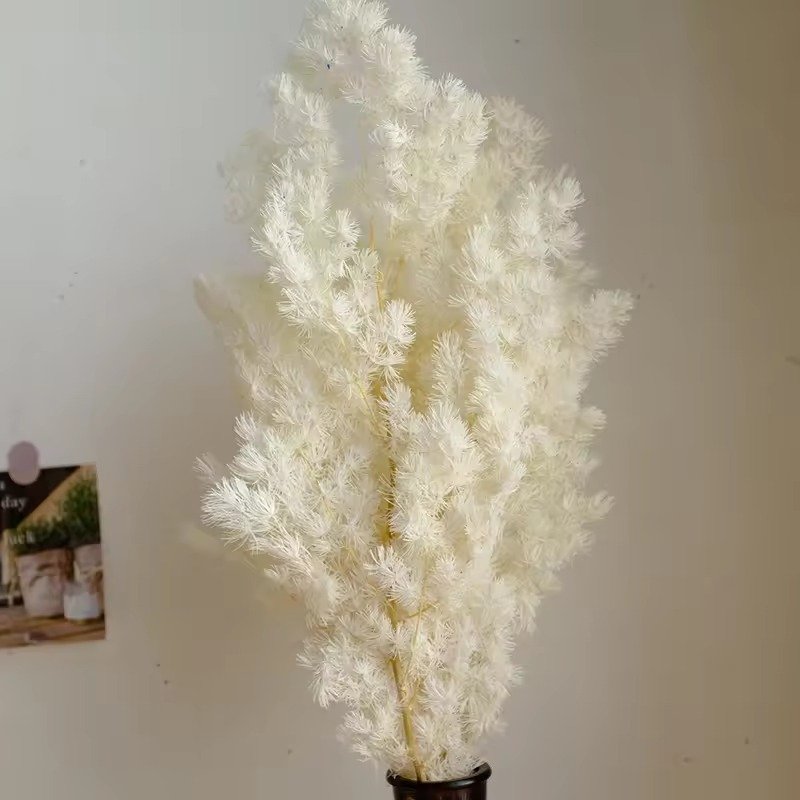 حزمة سرخس ذيل الثعلب المحفوظ / Preserved foxtail fern bunch